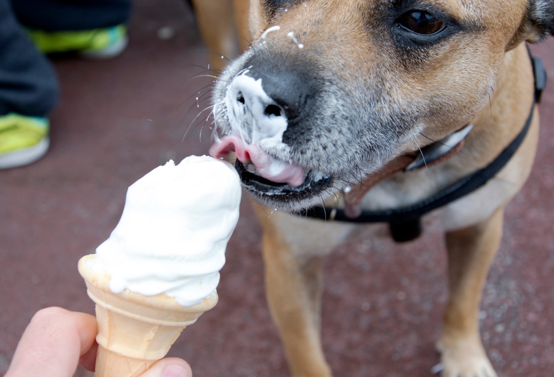 Dog having a treat of ice cream.